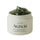 Holy Hyssop Serum 30